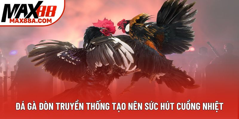 Đá gà đòn truyền thống tạo nên sức hút cuồng nhiệt Đá gà đòn truyền thống tạo nên sức hút cuồng nhiệt