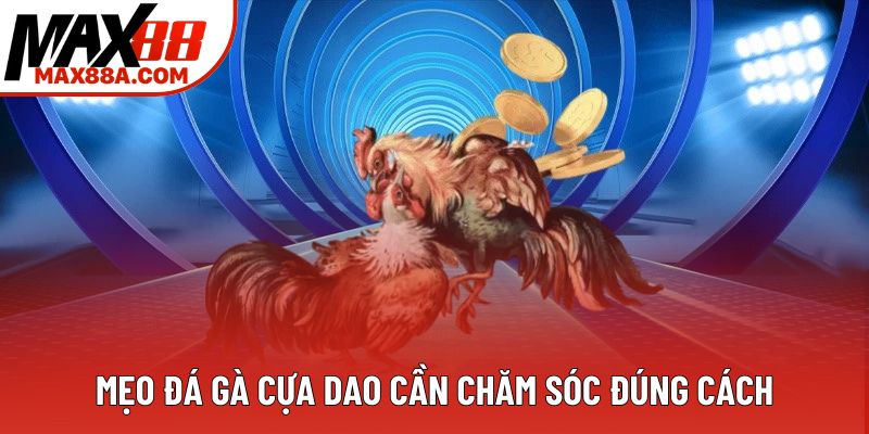 Mẹo đá gà cựa dao cần chăm sóc đúng cách Mẹo đá gà cựa dao cần chăm sóc đúng cách
