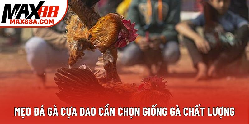 Mẹo đá gà cựa dao cần chọn giống gà chất lượng Mẹo đá gà cựa dao cần chọn giống gà chất lượng