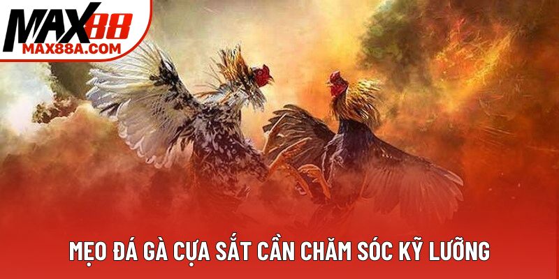 Mẹo đá gà cựa sắt cần chăm sóc kỹ lưỡng Mẹo đá gà cựa sắt cần chăm sóc kỹ lưỡng