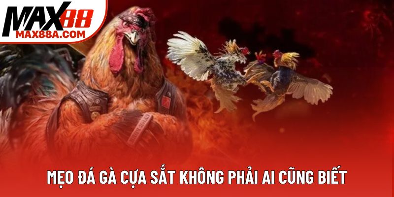 Mẹo đá gà cựa sắt không phải ai cũng biết Mẹo đá gà cựa sắt không phải ai cũng biết