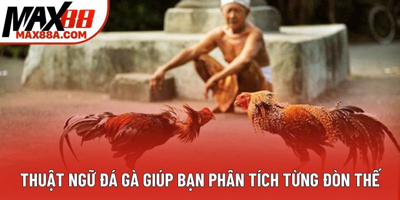Thuật ngữ đá gà giúp bạn phân tích từng đòn thế Thuật ngữ đá gà giúp bạn phân tích từng đòn thế