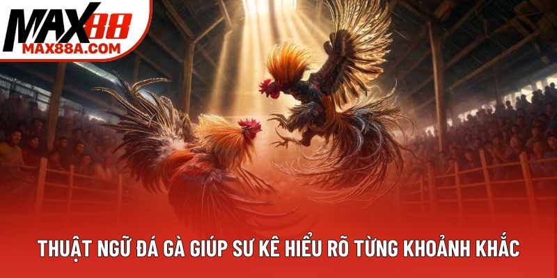 Thuật ngữ đá gà giúp sư kê hiểu rõ từng khoảnh khắc Thuật ngữ đá gà giúp sư kê hiểu rõ từng khoảnh khắc