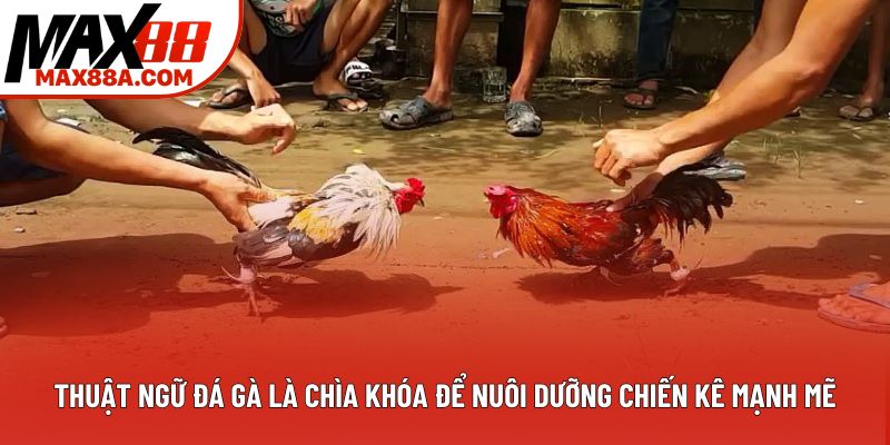 Thuật ngữ đá gà là chìa khóa để nuôi dưỡng chiến kê mạnh mẽ Thuật ngữ đá gà là chìa khóa để nuôi dưỡng chiến kê mạnh mẽ